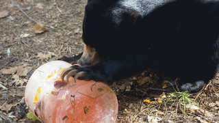 Illustration for article titled Adorable Photos of Zoo Animals Eating Popsicles During Heatwave